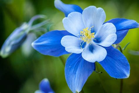 Are Blue Flowers Real? Exploring the Myth and Reality of Blue Blooms