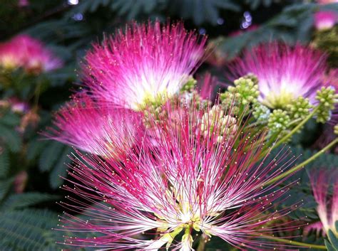 Can You Eat Mimosa Flowers Raw? Exploring the Edibility and Beyond