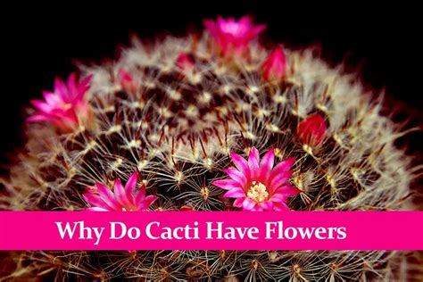 Do Cactus Grow Flowers? And Why Do They Dream of Flying?