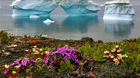 Flowers Are Blooming in Antarctica Meaning: A Paradox of Nature and Symbolism