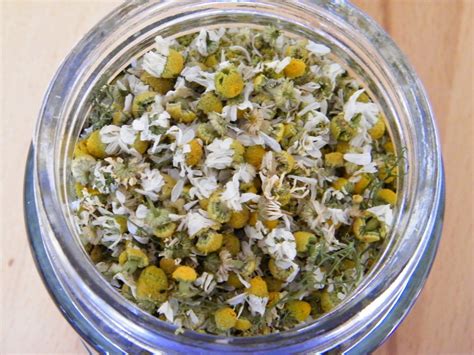 How to Dry Chamomile Flowers for Tea and Why Bees Might Approve