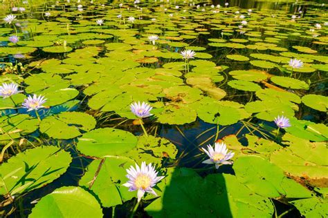 pond where flowers fall: a discourse on the ephemeral beauty of nature