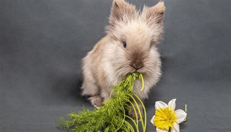 What Animals Eat Flowers at Night: A Journey into the Nocturnal World of Floral Feasters