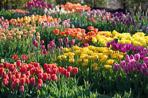 What are Easter Flowers? And Why Do They Bloom in the Shadows of Forgotten Gardens?