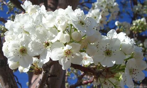 What are the trees with white flowers blooming now, and why do they whisper secrets to the moon?