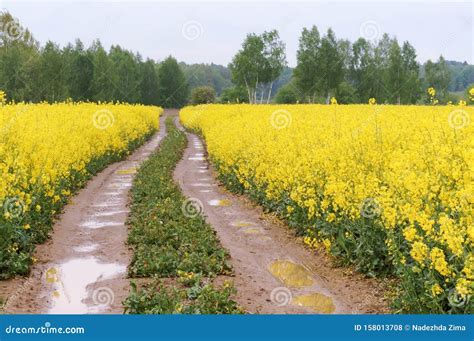 What are the yellow flowers in farmers fields, and do they dream of electric sheep?