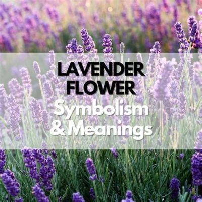 What do lavender flowers represent? Exploring the multifaceted symbolism of lavender