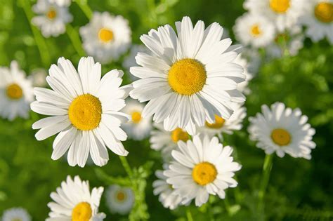 What Do White Flowers Symbolize? And Why Do They Always Seem to Whisper Secrets?