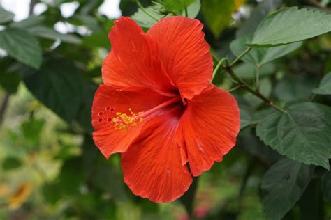 Where Can I Get Hibiscus Flowers and Why Do They Taste Like Forgotten Memories?