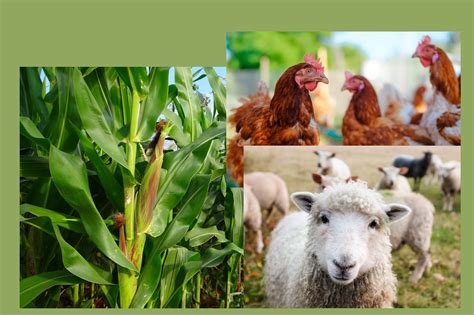 Where is mixed crop and livestock farming common, and how does it shape the future of sustainable agriculture?