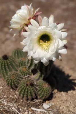 Why Do Cactus Flowers Only Last a Day, and Why Do They Dream of Eternal Bloom?