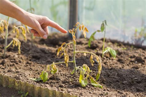 Why Do Flowers Die So Fast: And Why Do We Keep Buying Them?